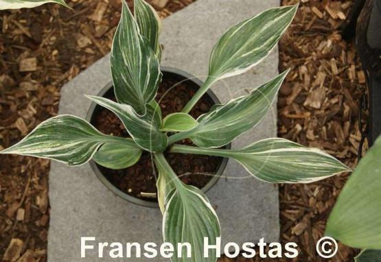 Hosta Fired Up